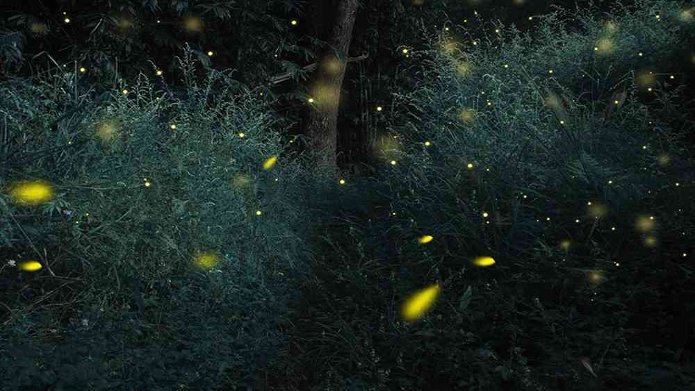 上海周边江浙沪哪里可以看萤火虫，两日游有什么适合亲子玩的项目