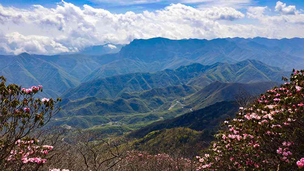 五月份去哪里玩？神农架这里有中国最美的高山杜鹃花！