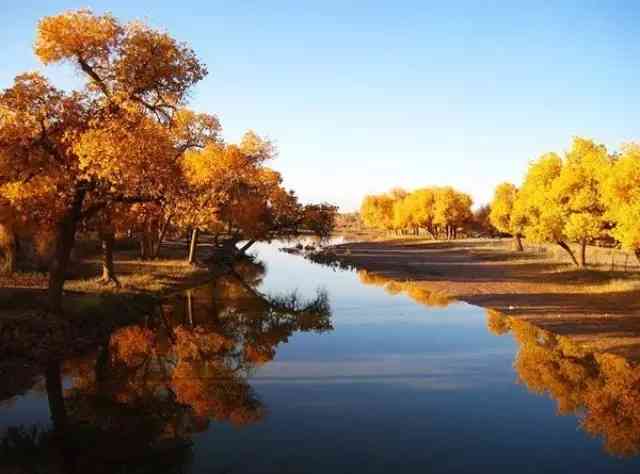 比喀纳斯更醉人，新疆塔里木盆地胡杨林美成了最绚丽仙境！