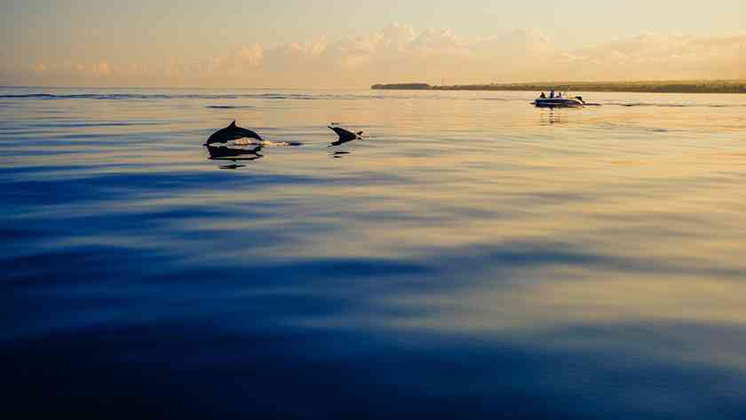 来杜马盖地体验追逐野生海豚，杜马盖地出行注意事项要了解