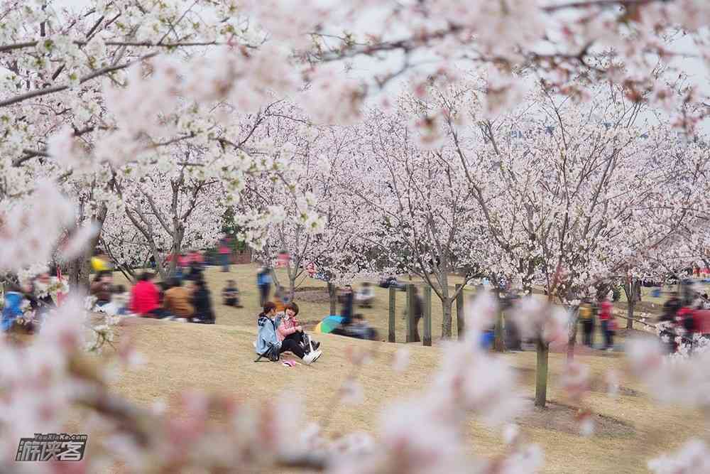 2018武大樱花什么时候开，今年的樱花美吗
