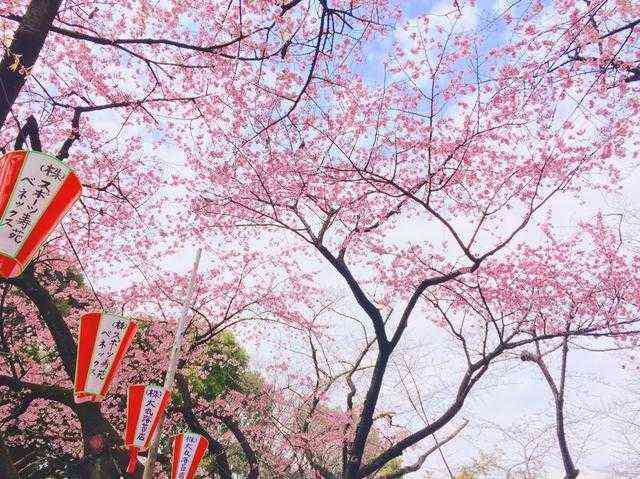 日本赏樱季—五大赏樱胜地