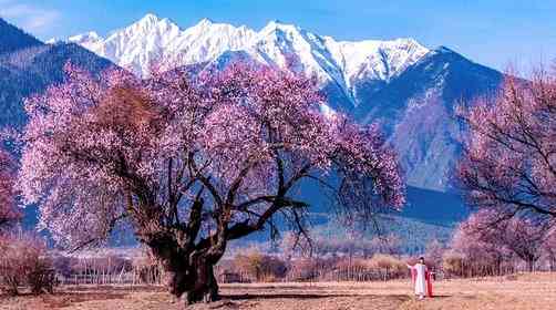 想去西藏林芝看桃花，林芝桃花节是什么时候？