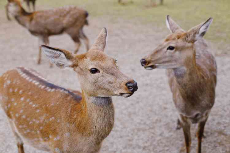 不为人知的神农架，两日游攻略，假装在日本看小鹿！