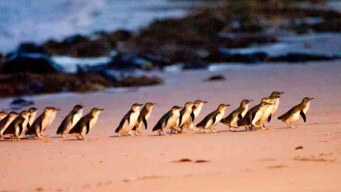 登澳大利亚小众景点菲利普岛，看闻名世界的小企鹅归巢