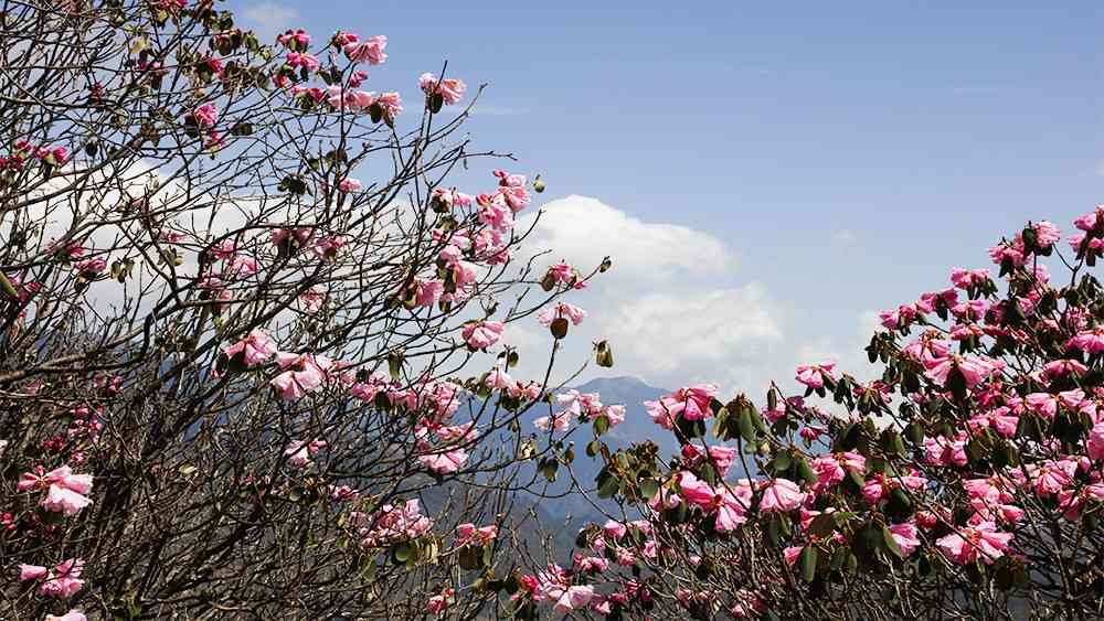 五月份去哪里玩？神农架这里有中国最美的高山杜鹃花！
