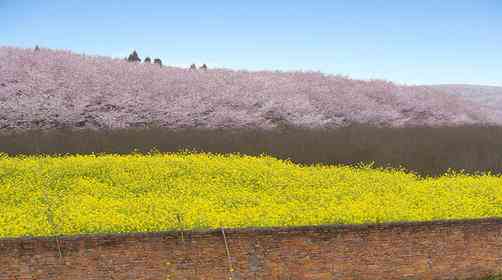 贵州平坝樱花什么时候开？贵州樱花赏花攻略