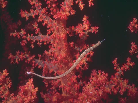 海南红珊瑚