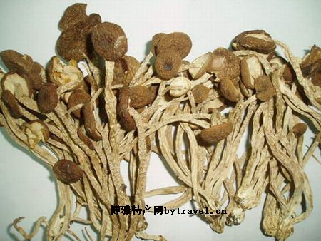 龙川茶树菇
