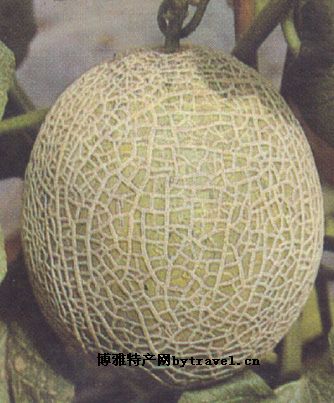 东海香瓜