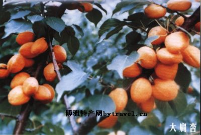 “安奇”大扁杏