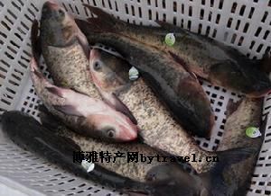 连环湖鳙鱼