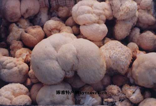 海林猴头菇