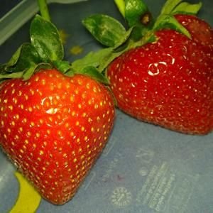 玉麟草莓