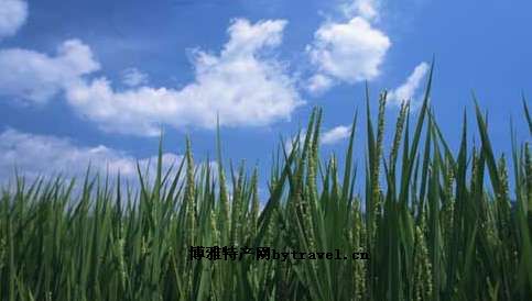 立陡山绿色水稻