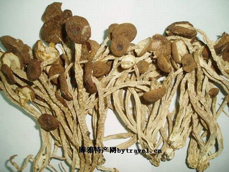 井冈山茶树菇