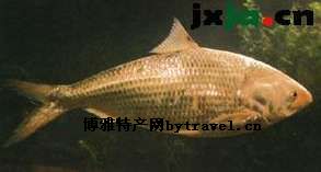 峡江鲥鱼