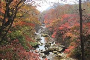 光雾山红叶什么时间最多 11月初成都去米仓山看红叶3日游费用