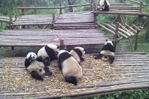 成都周边一日游/熊猫基地一日游观赏大、小熊猫_四川旅游景点