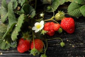 草莓采摘，大连采摘蔬菜的地方，草莓采摘、蝴蝶谷休闲一日游