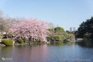 合肥到日本旅游 日本本州六日赏樱经典之旅
