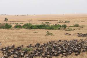 <肯尼亚大迁徙10日游>马赛马拉野生动物保护区 纳瓦沙湖树顶