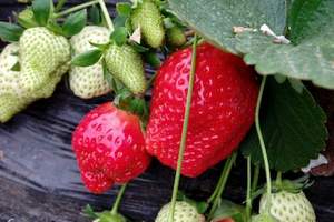 周末出游的线路 去珠山森林公园 青岛草莓采摘 草莓采摘一日游