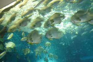 经典线路深度游——北京动物园海洋馆一日