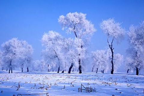 [春节]<哈尔滨-雪乡-长白山-雾凇岛7日游>雪地体验（当地游）