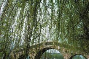 上海普济桥