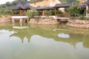 中国藏獒观赏园